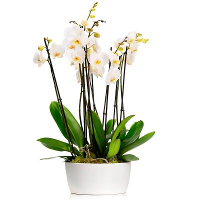 Орхидея в горшке "Белая"